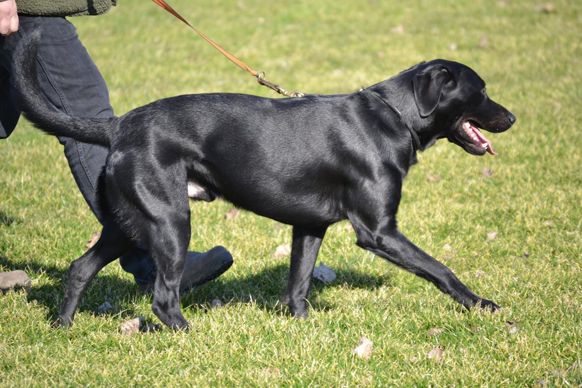 Labrador retriever Bertram billede 6