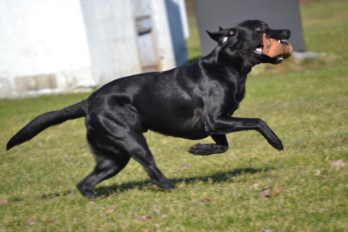 Labrador retriever Bertram billede 9