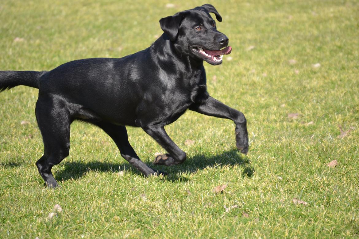 Labrador retriever Bertram billede 3