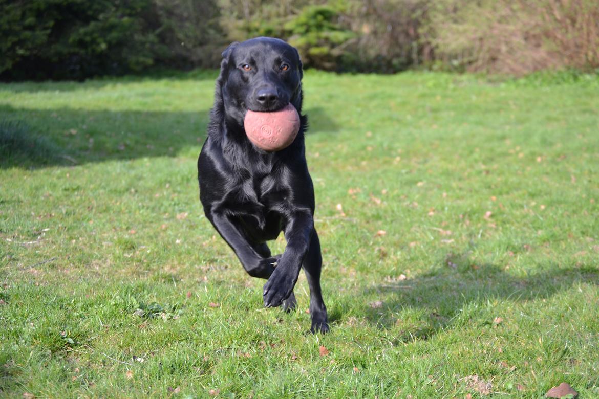 Labrador retriever Bertram billede 12