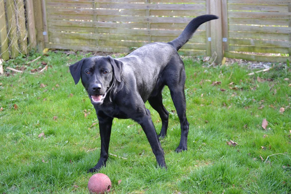 Labrador retriever Bertram billede 14