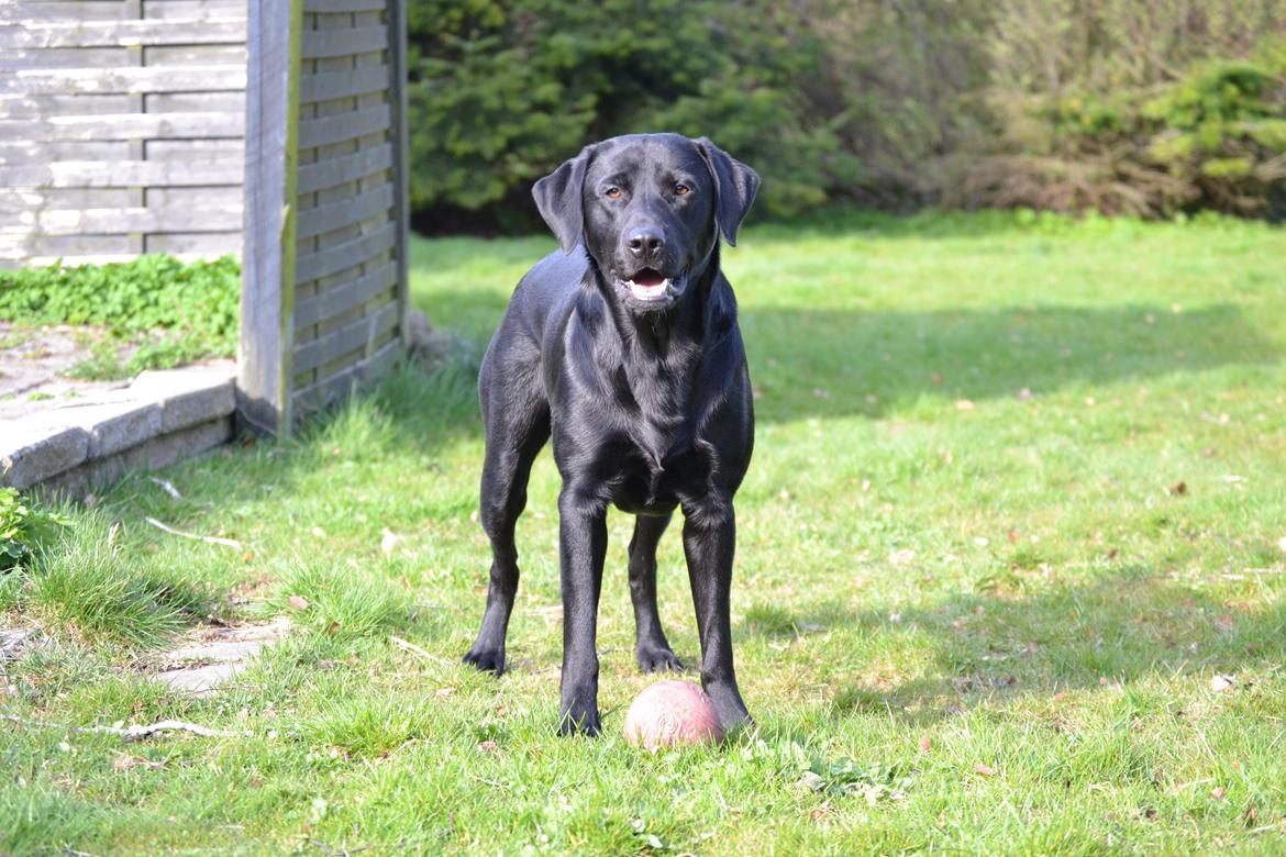 Labrador retriever Bertram billede 13