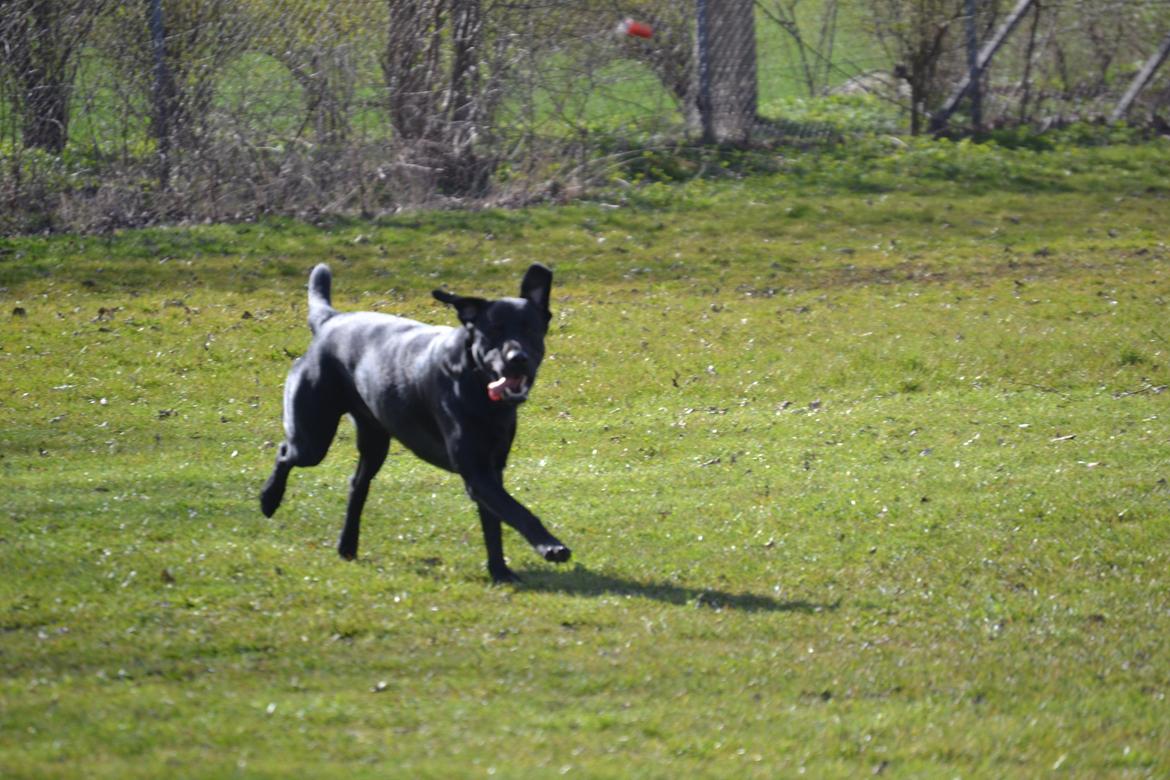 Labrador retriever Bertram billede 15