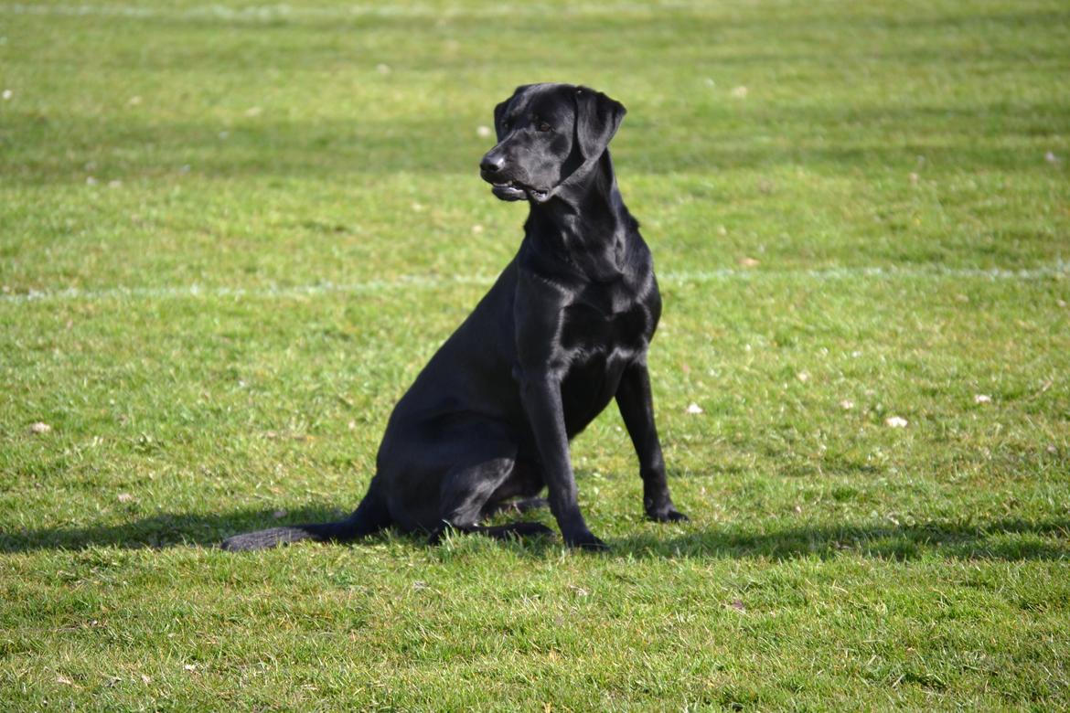 Labrador retriever Bertram billede 16