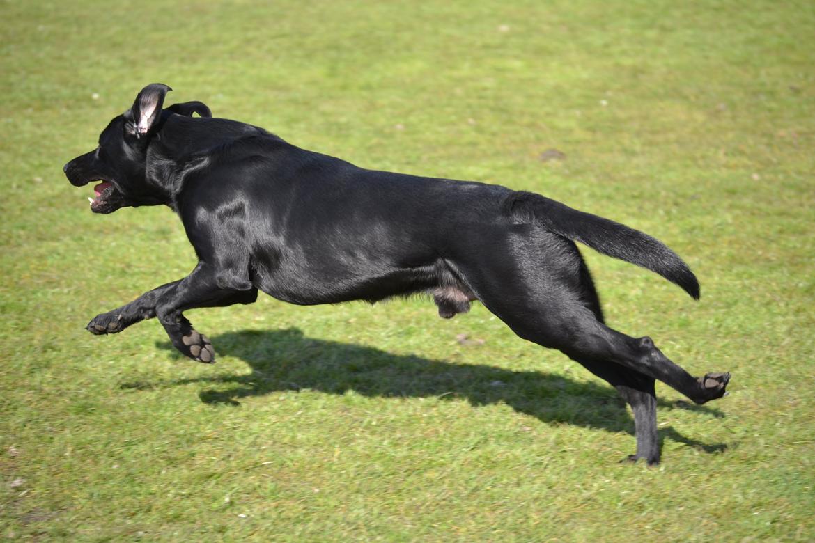 Labrador retriever Bertram billede 17