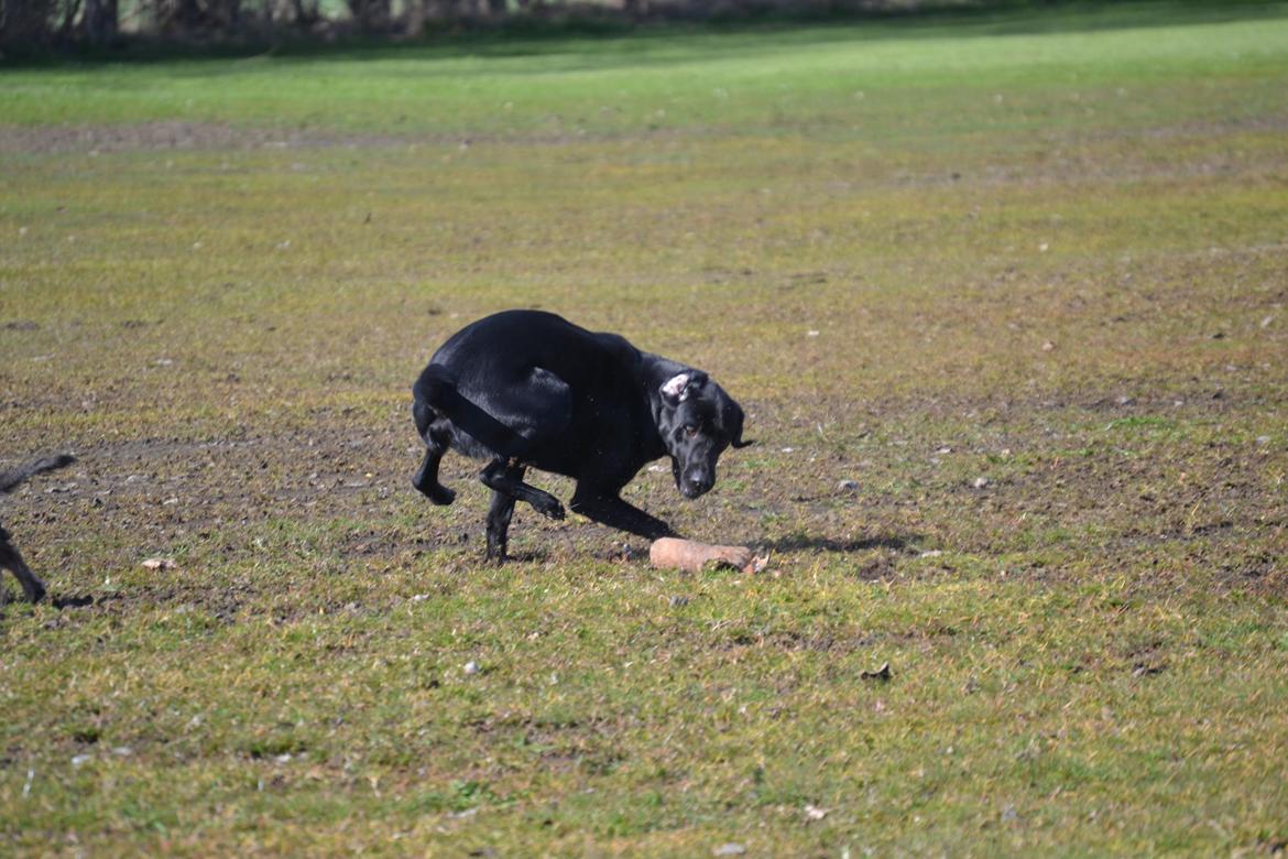 Labrador retriever Bertram billede 18