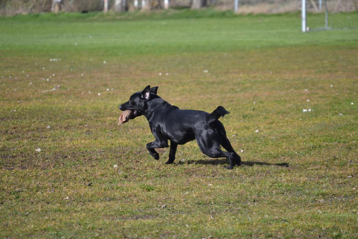 Labrador retriever Bertram billede 20