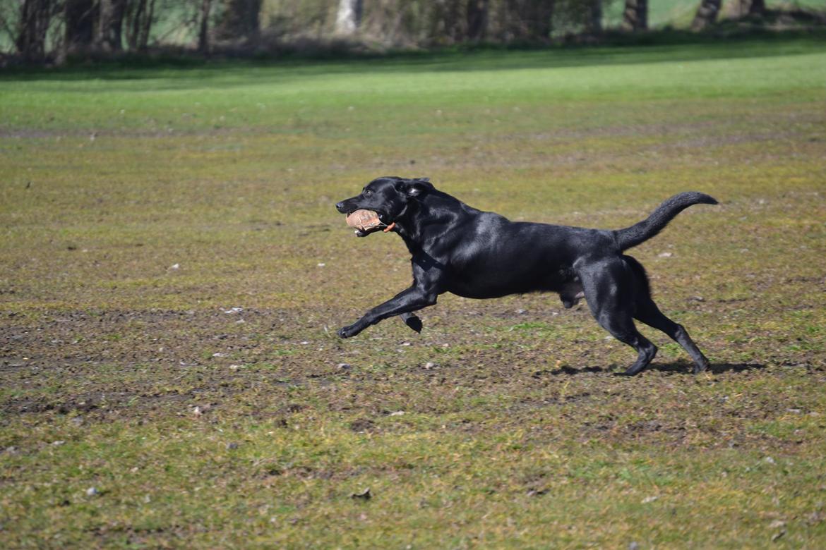 Labrador retriever Bertram billede 22