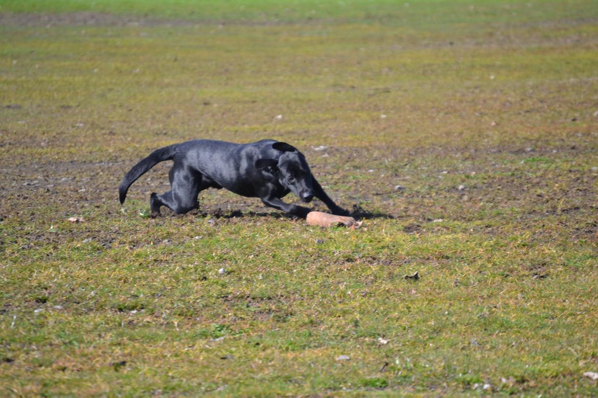 Labrador retriever Bertram billede 19