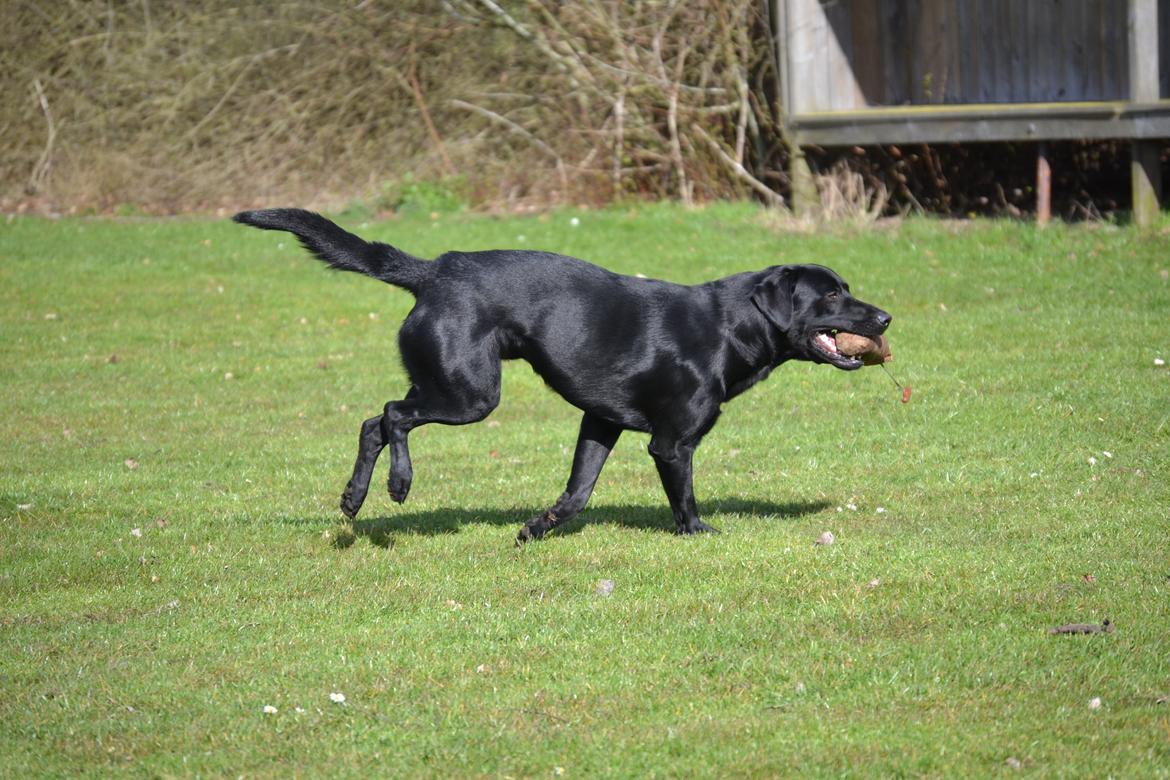 Labrador retriever Bertram billede 26