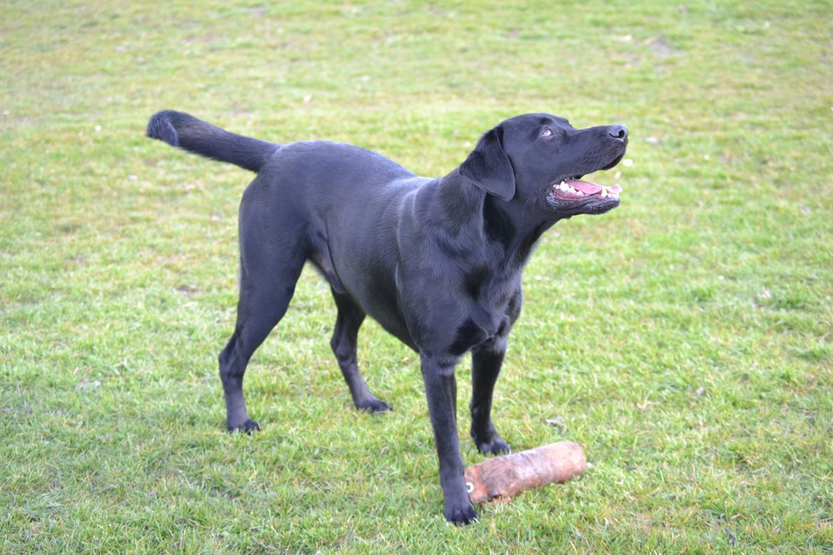 Labrador retriever Bertram billede 27