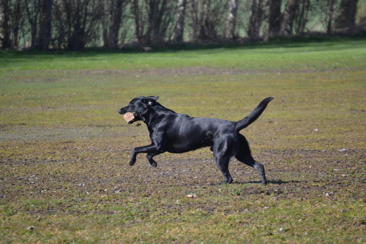 Labrador retriever Bertram billede 23