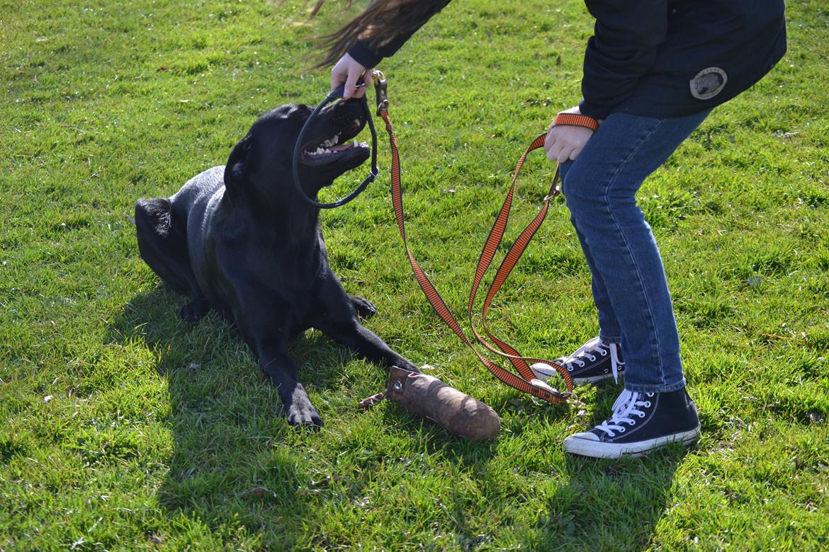 Labrador retriever Bertram billede 30