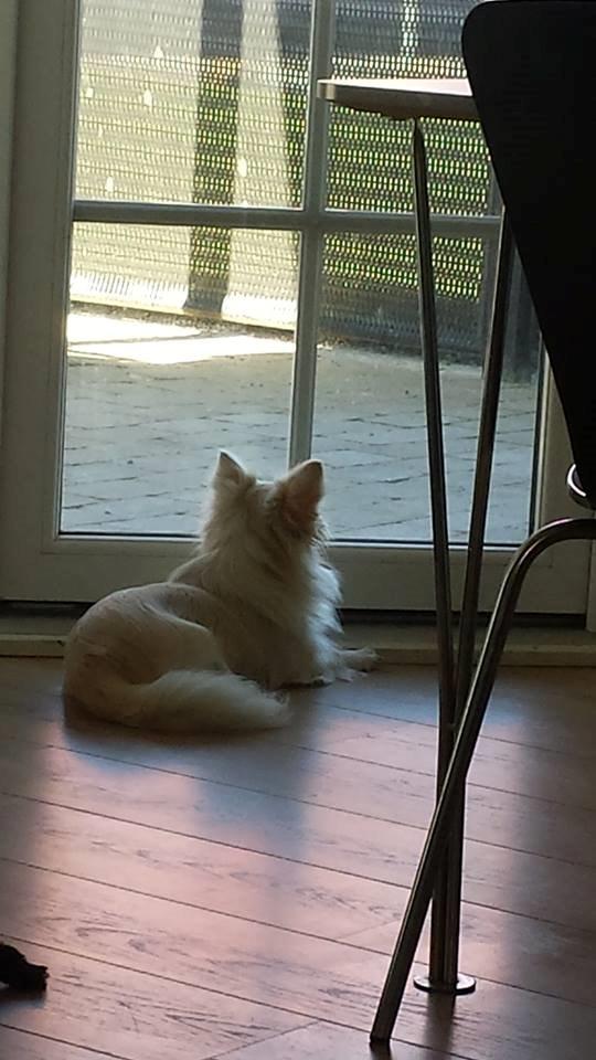 Chihuahua Oscar  billede 7