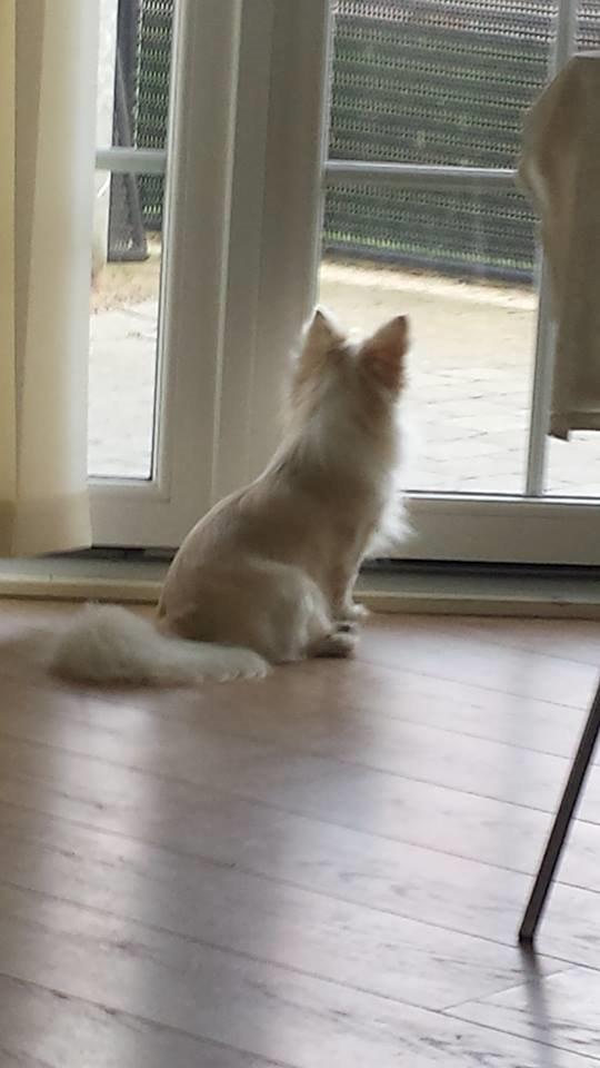 Chihuahua Oscar  billede 8