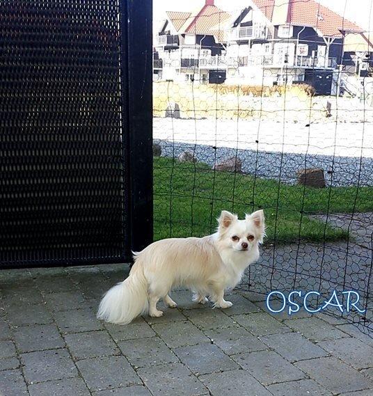 Chihuahua Oscar  billede 10
