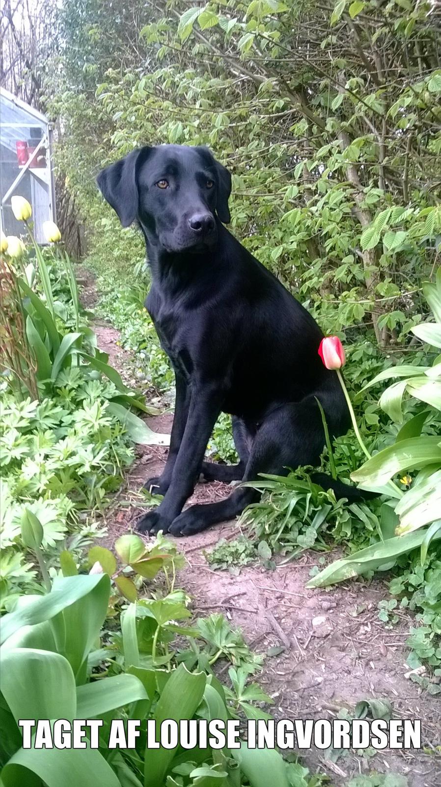 Labrador retriever Sif - taget den 25-04-2015 billede 43