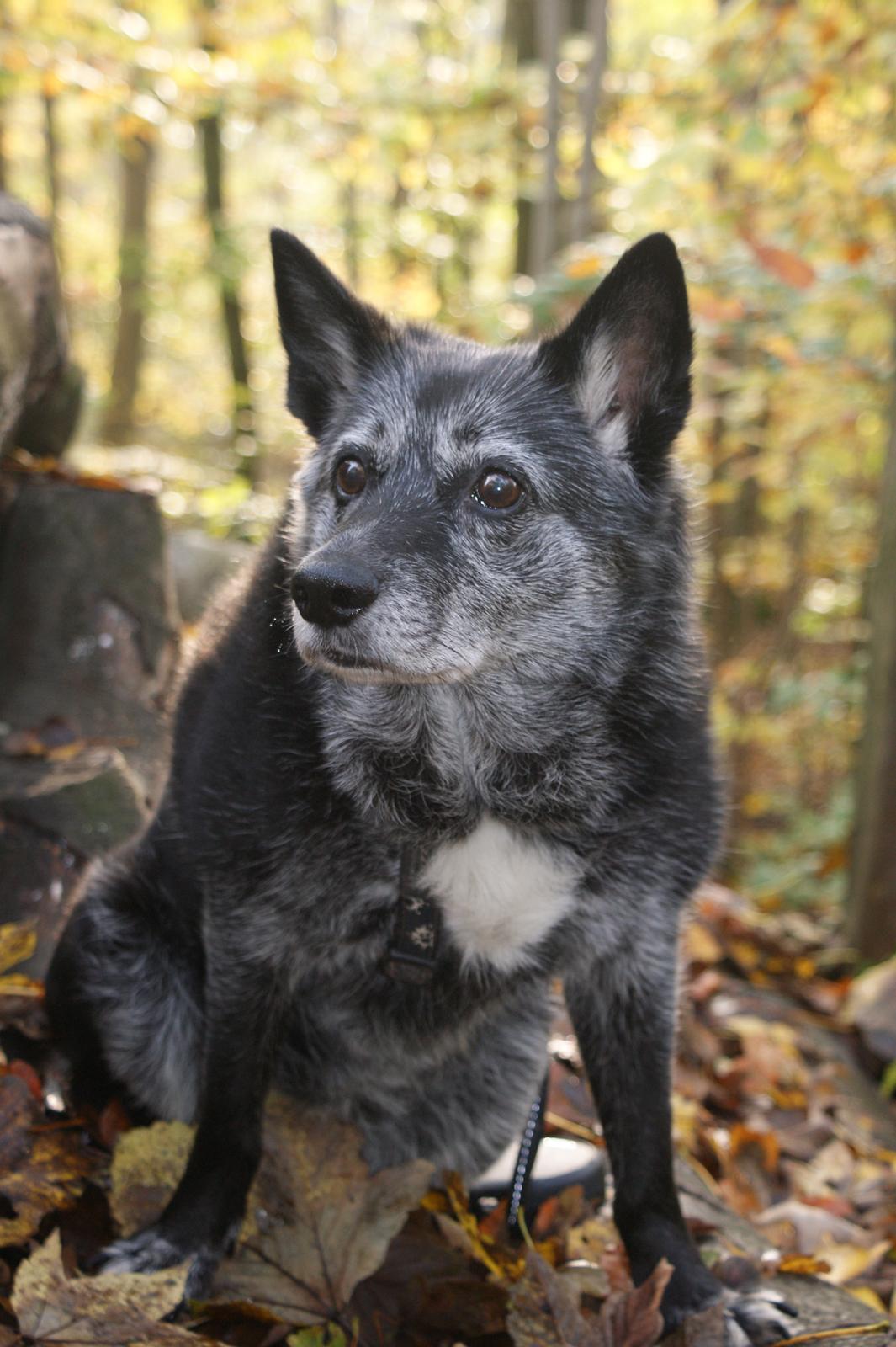 Sort spids Fiona billede 16