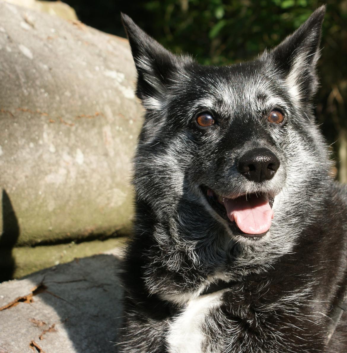 Sort spids Fiona billede 17