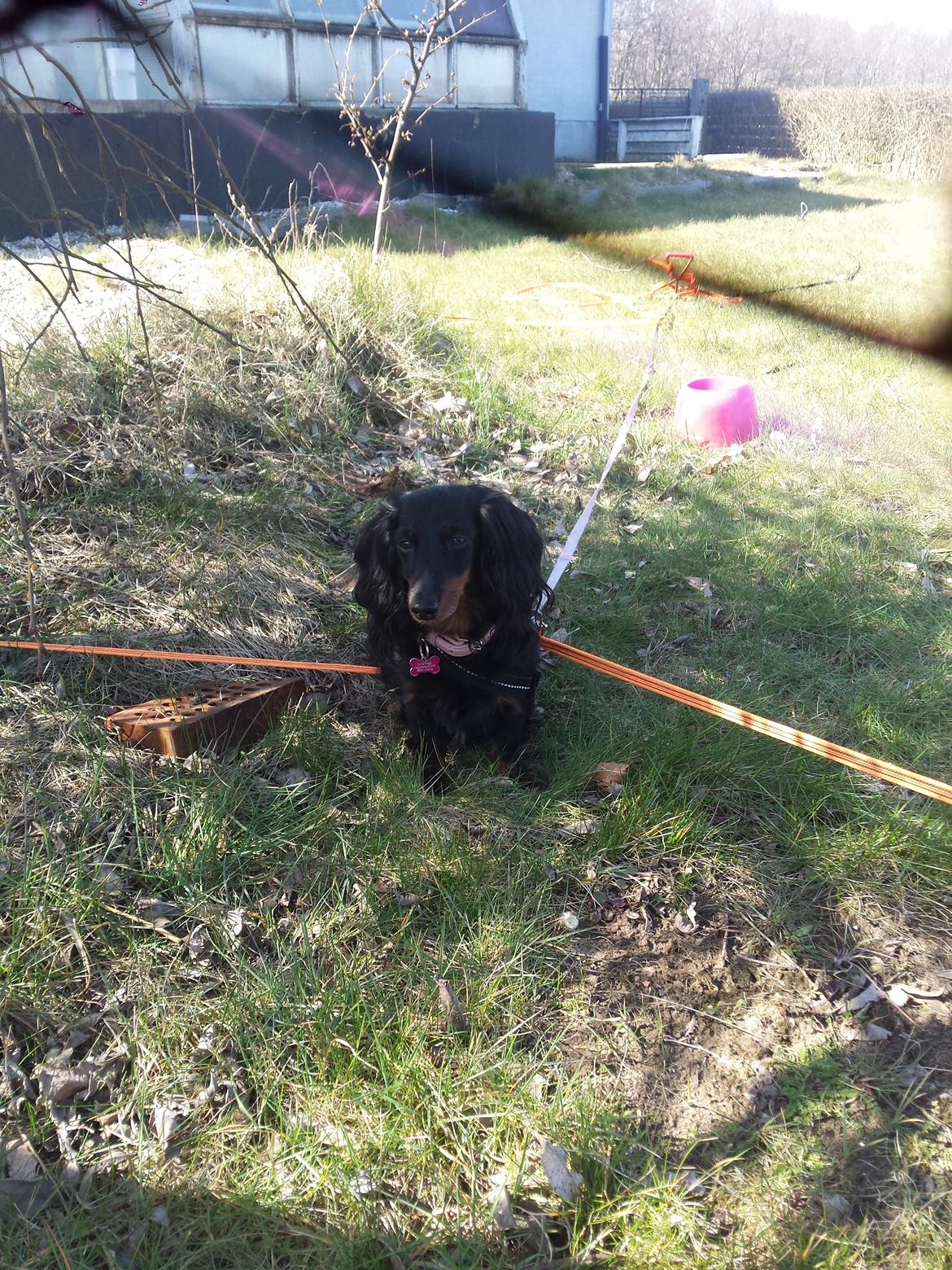 Dværggravhund Zenta billede 27