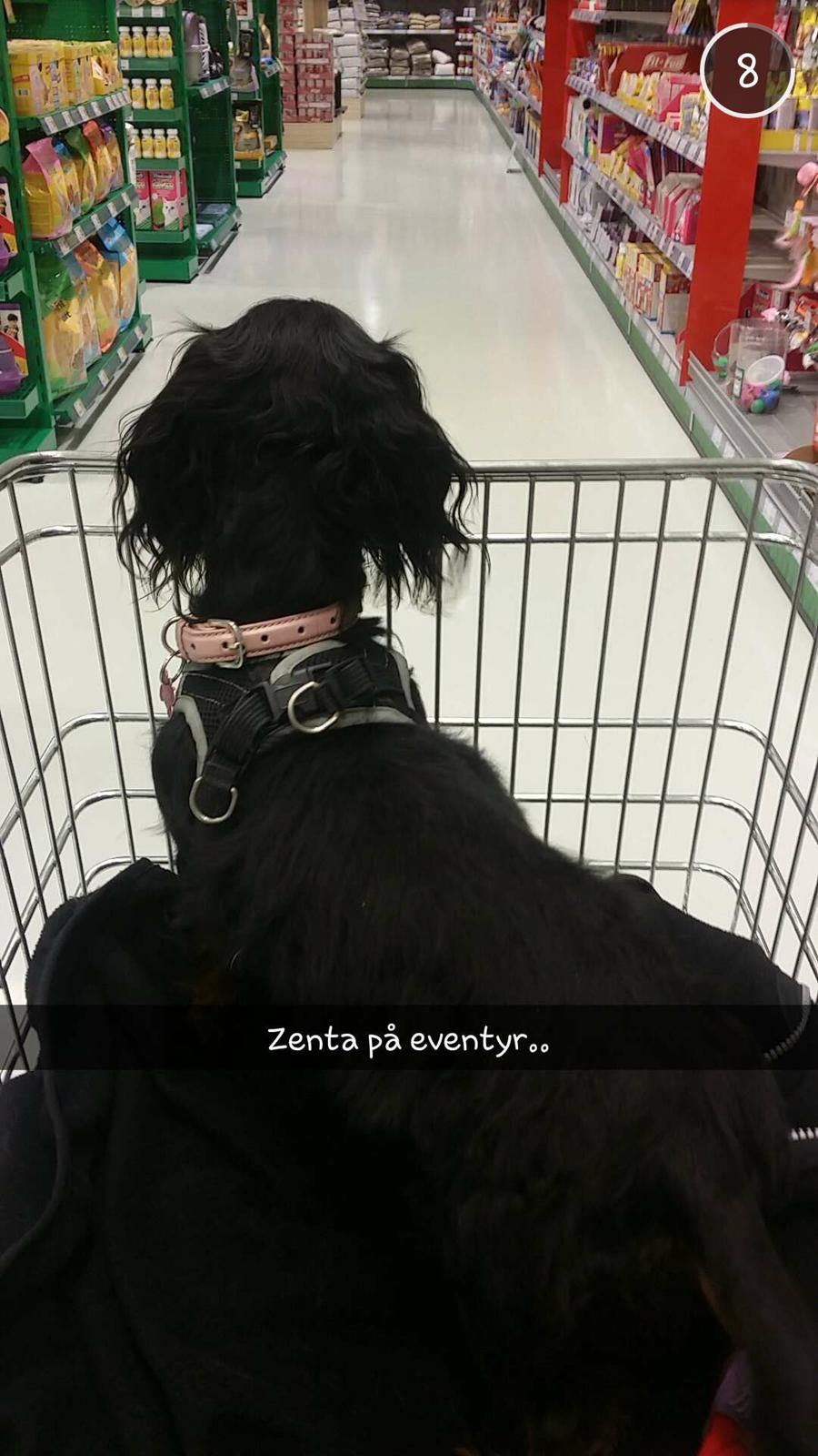 Dværggravhund Zenta billede 28