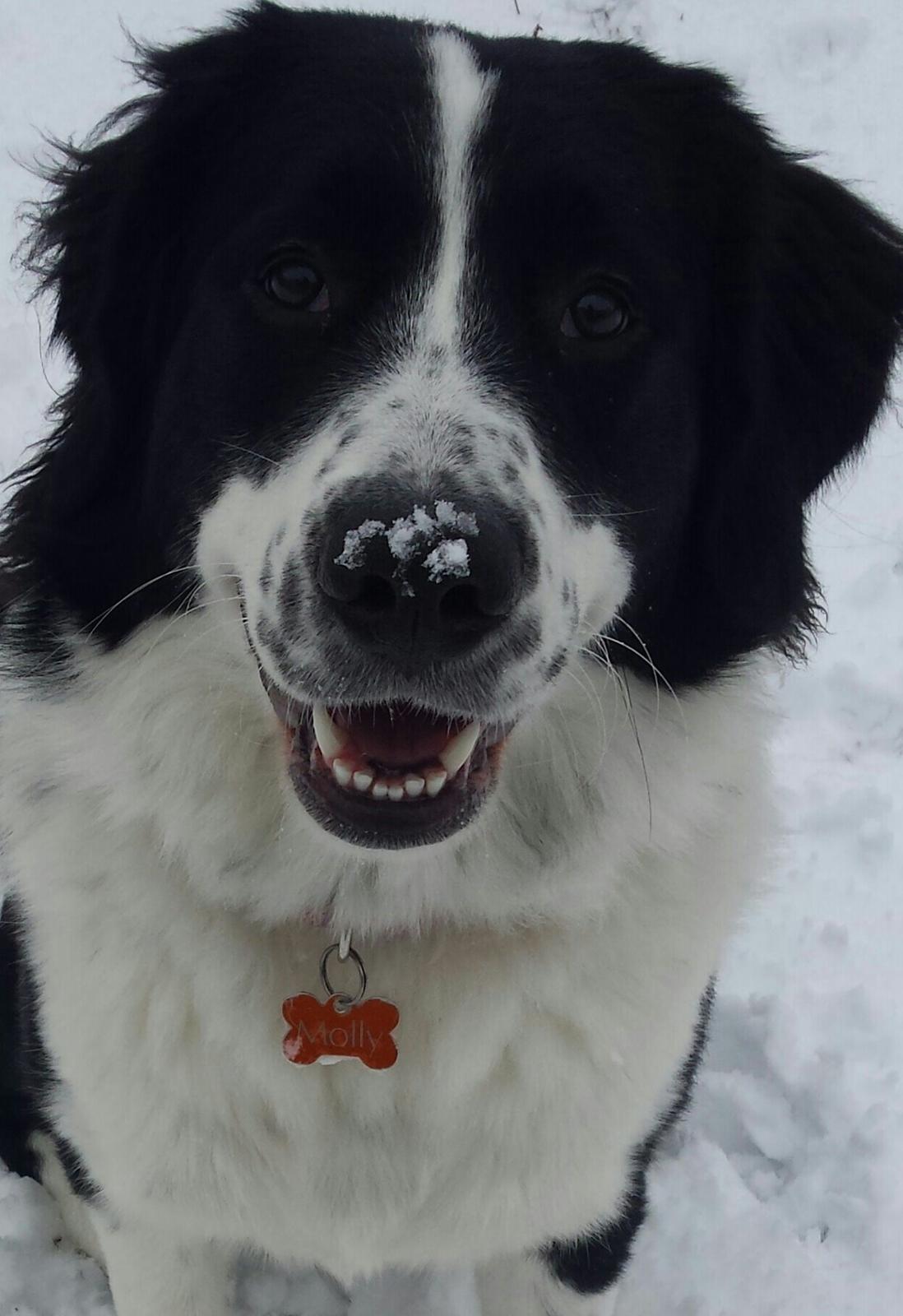 Blanding af racer Molly billede 2