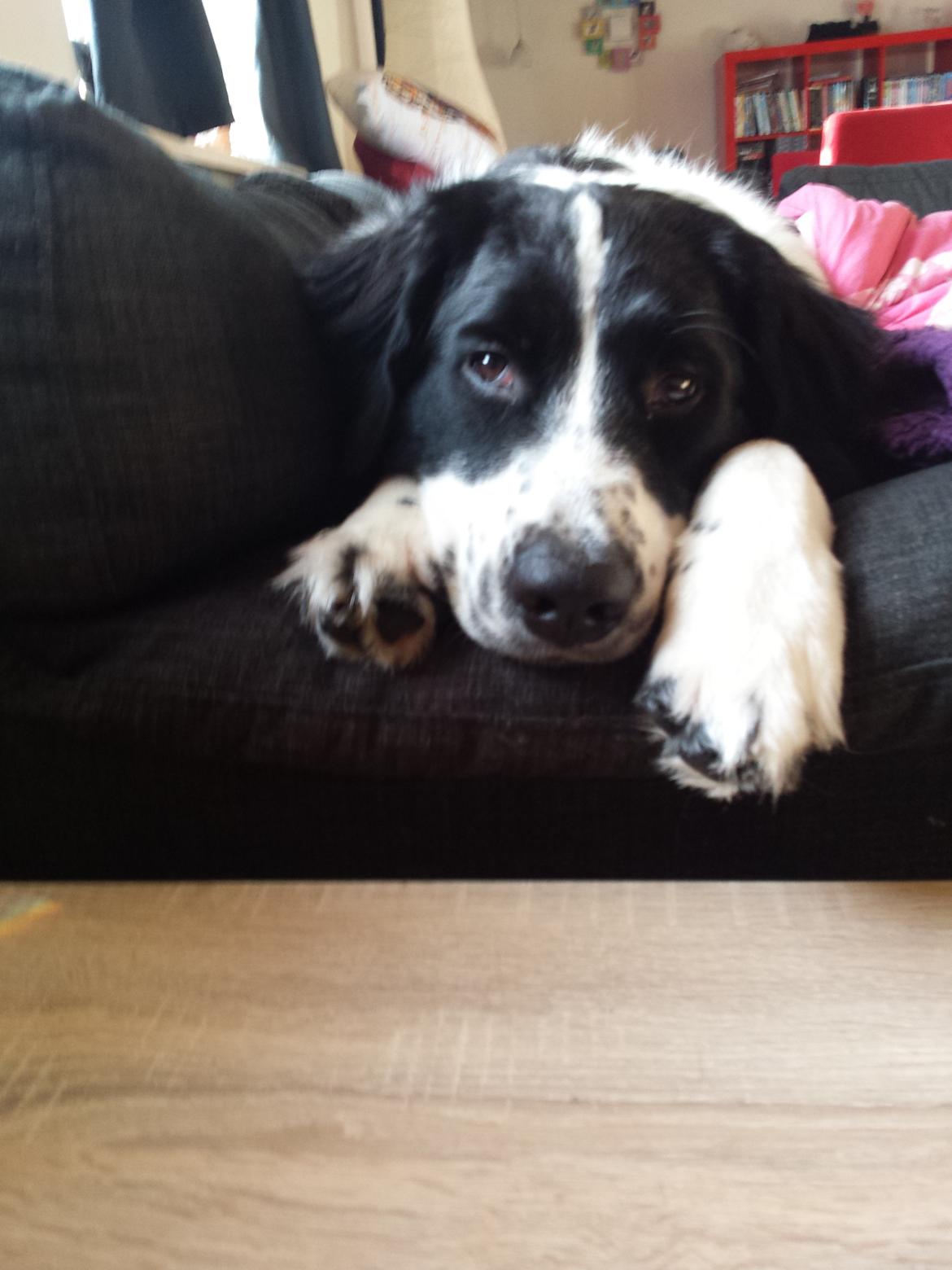 Blanding af racer Molly billede 11