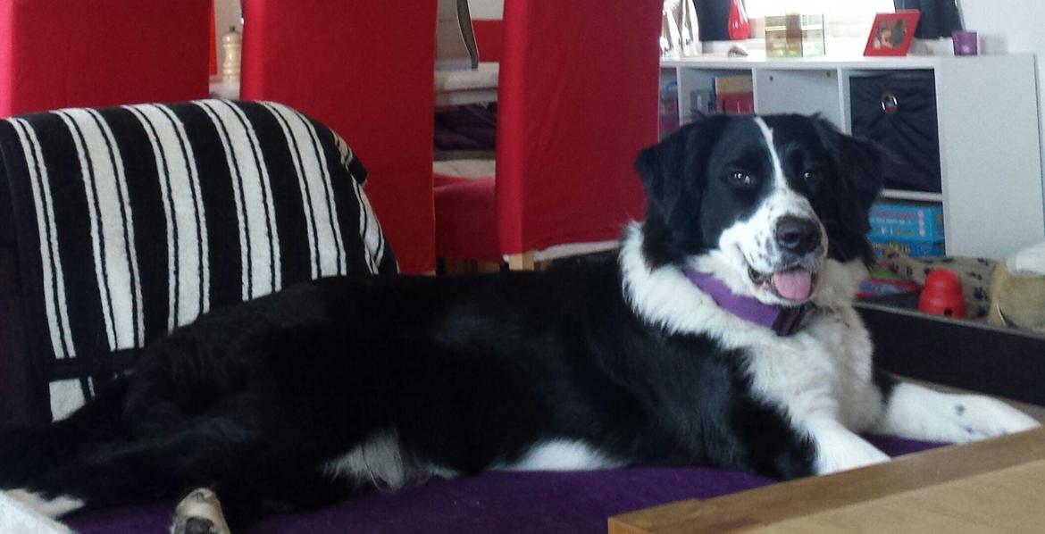 Blanding af racer Molly billede 5