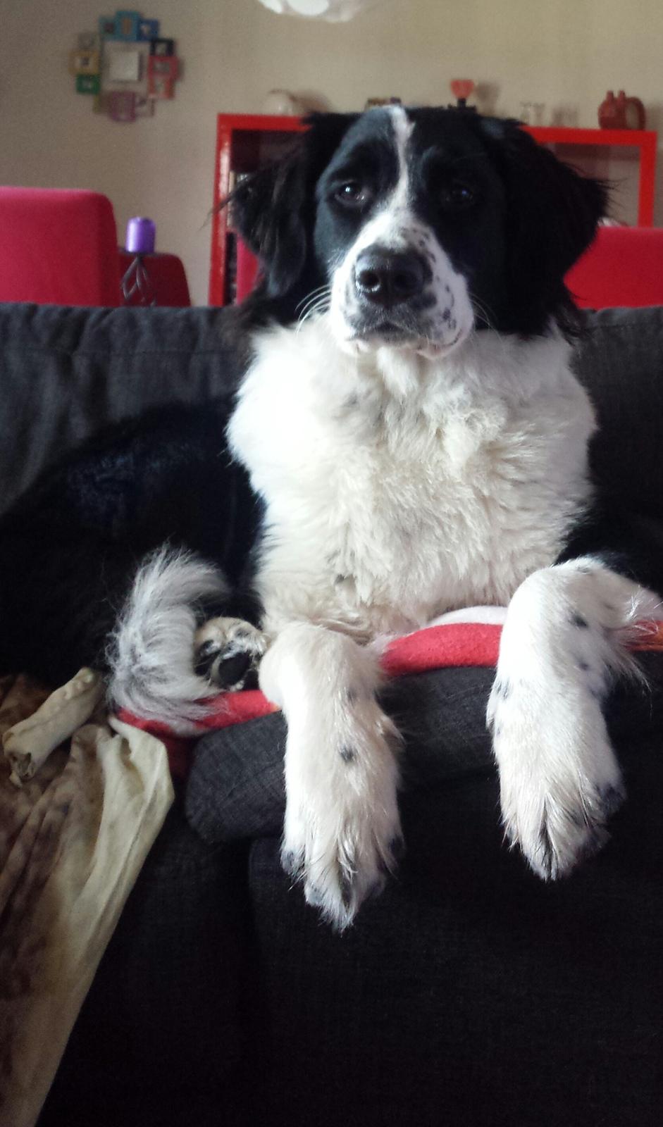 Blanding af racer Molly billede 4