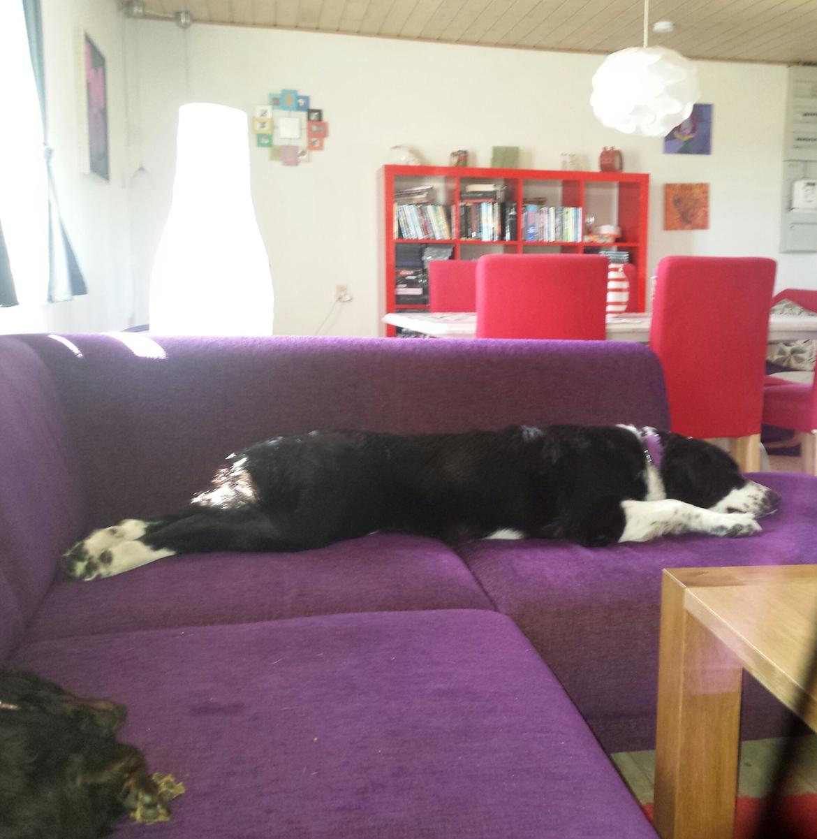 Blanding af racer Molly billede 6