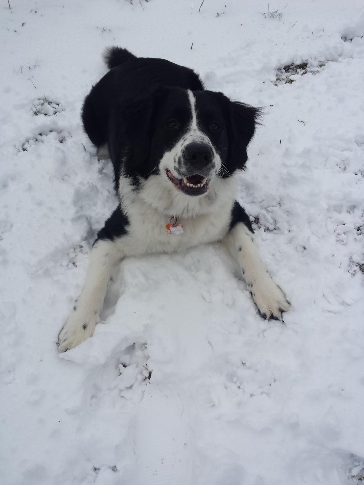 Blanding af racer Molly billede 3