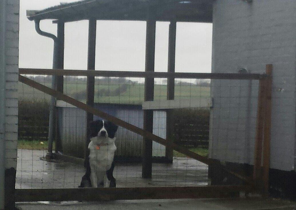 Blanding af racer Molly billede 10