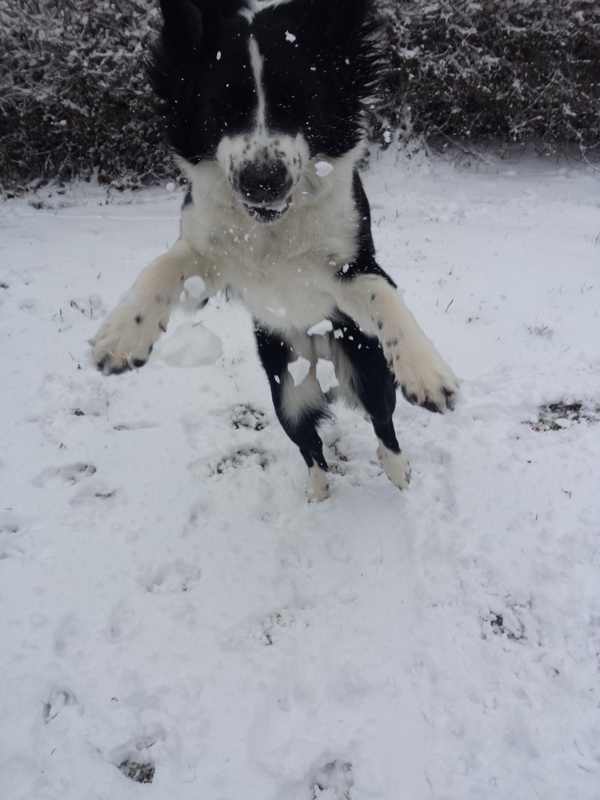 Blanding af racer Molly billede 1