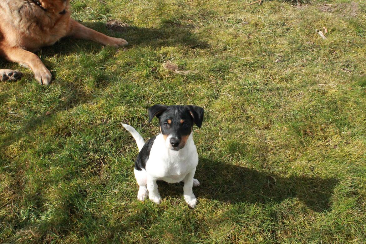 Dansk svensk gaardhund Peeta billede 4