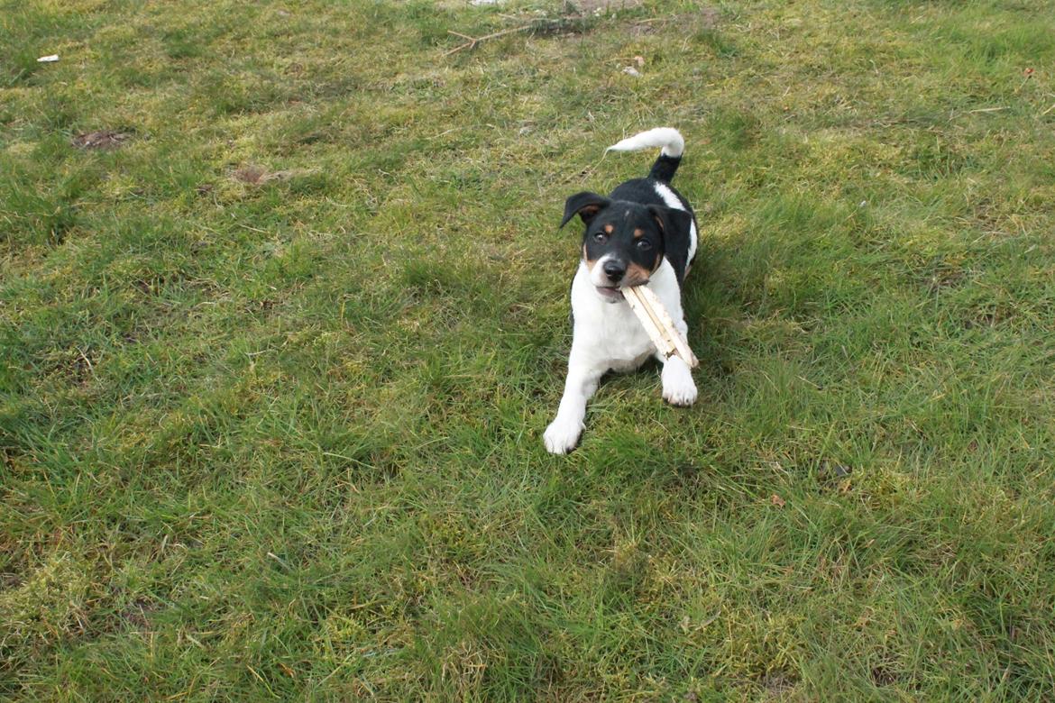 Dansk svensk gaardhund Peeta - Aaaaarh, det er en dejlig pind! billede 2