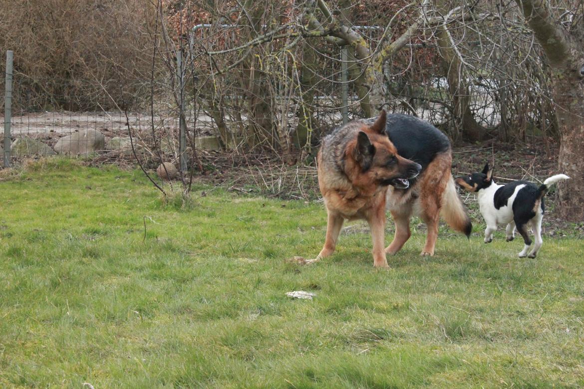 Dansk svensk gaardhund Peeta - Peeta leger med sin bedste ven! billede 10
