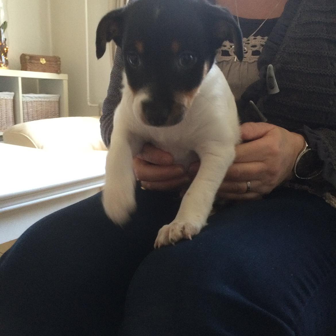 Dansk svensk gaardhund Peeta - Den første gang Peeta og jeg mødtes. billede 11