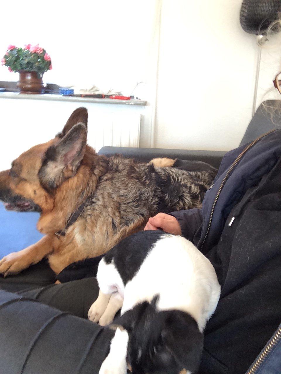 Dansk svensk gaardhund Peeta - Her har han lige mødt Asja for første gang. billede 12