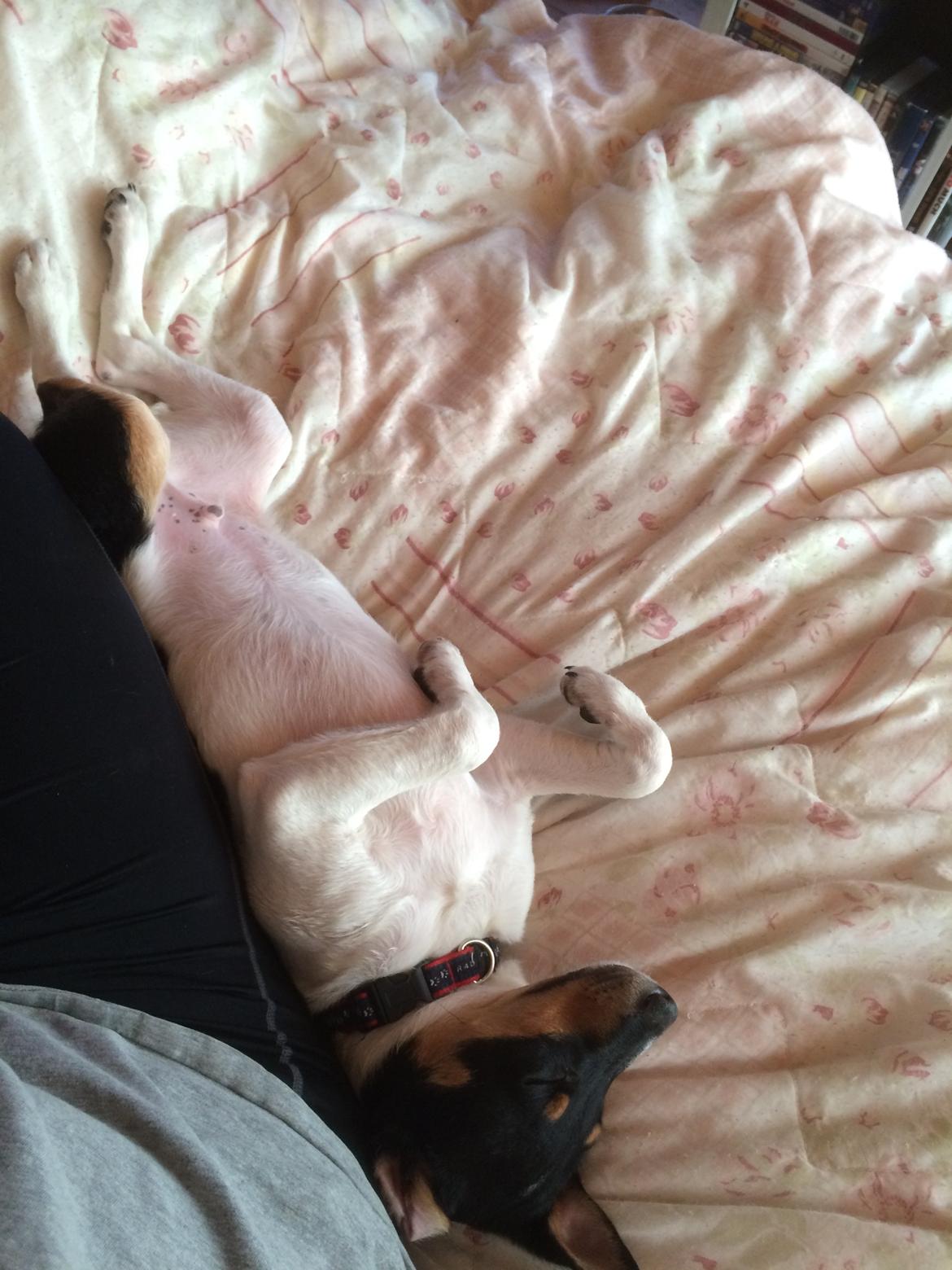 Dansk svensk gaardhund Peeta - "Årh, jeg ligger lige så godt!" billede 5