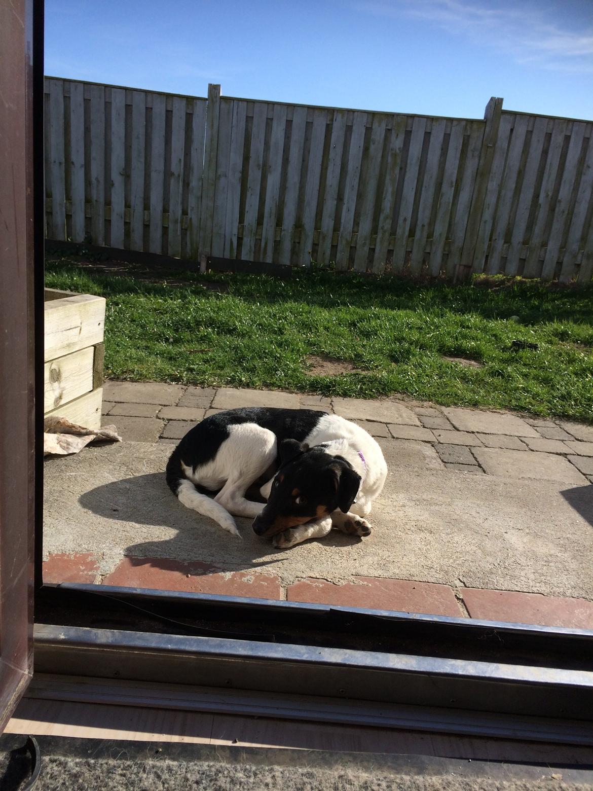 Dansk svensk gaardhund Peeta - Peeta elsker at ligge i solen. billede 9