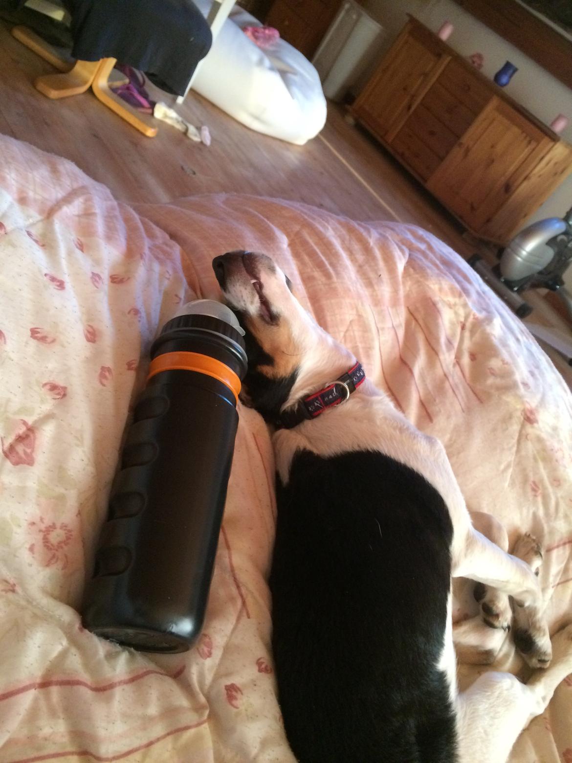 Dansk svensk gaardhund Peeta - Gad vide, om det her er hans nye bedste ven? billede 8