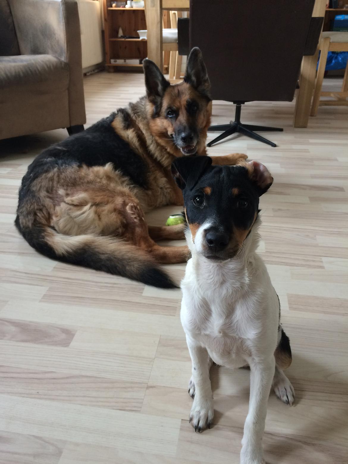 Dansk svensk gaardhund Peeta - "Har du noget til mig?" billede 1