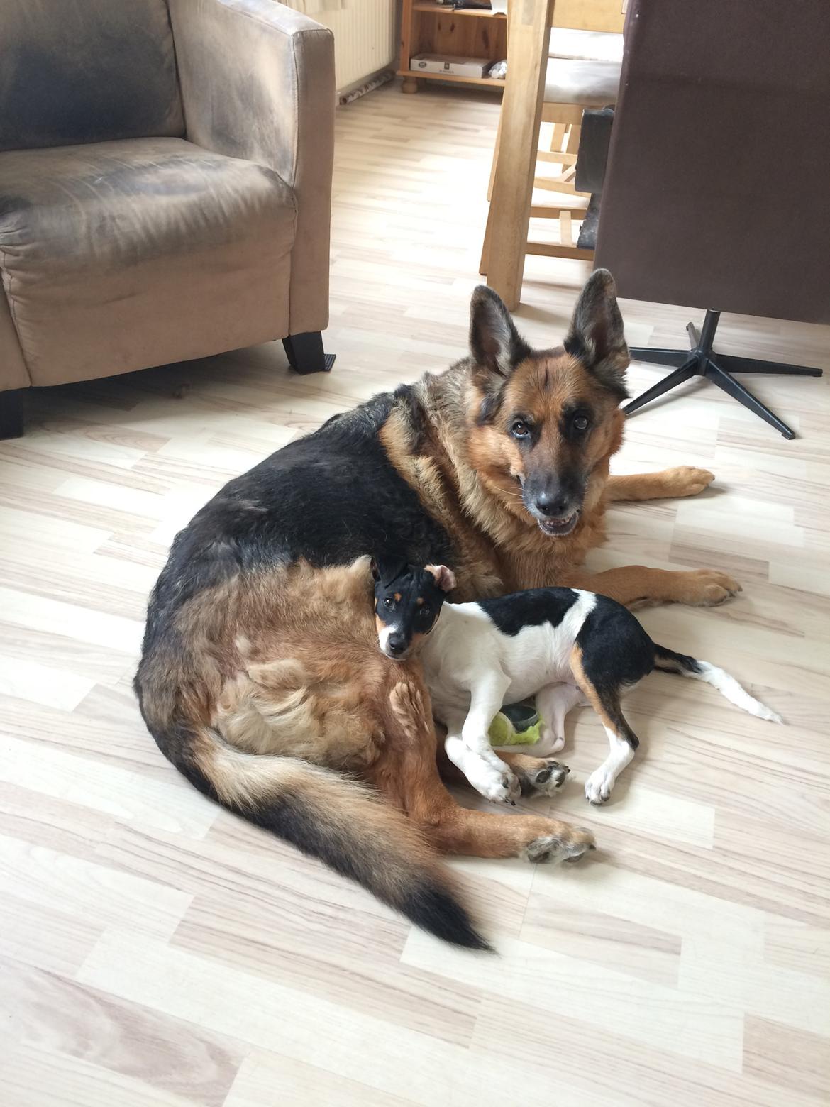 Dansk svensk gaardhund Peeta - De er trætte efter en dag med sjov og leg. billede 13