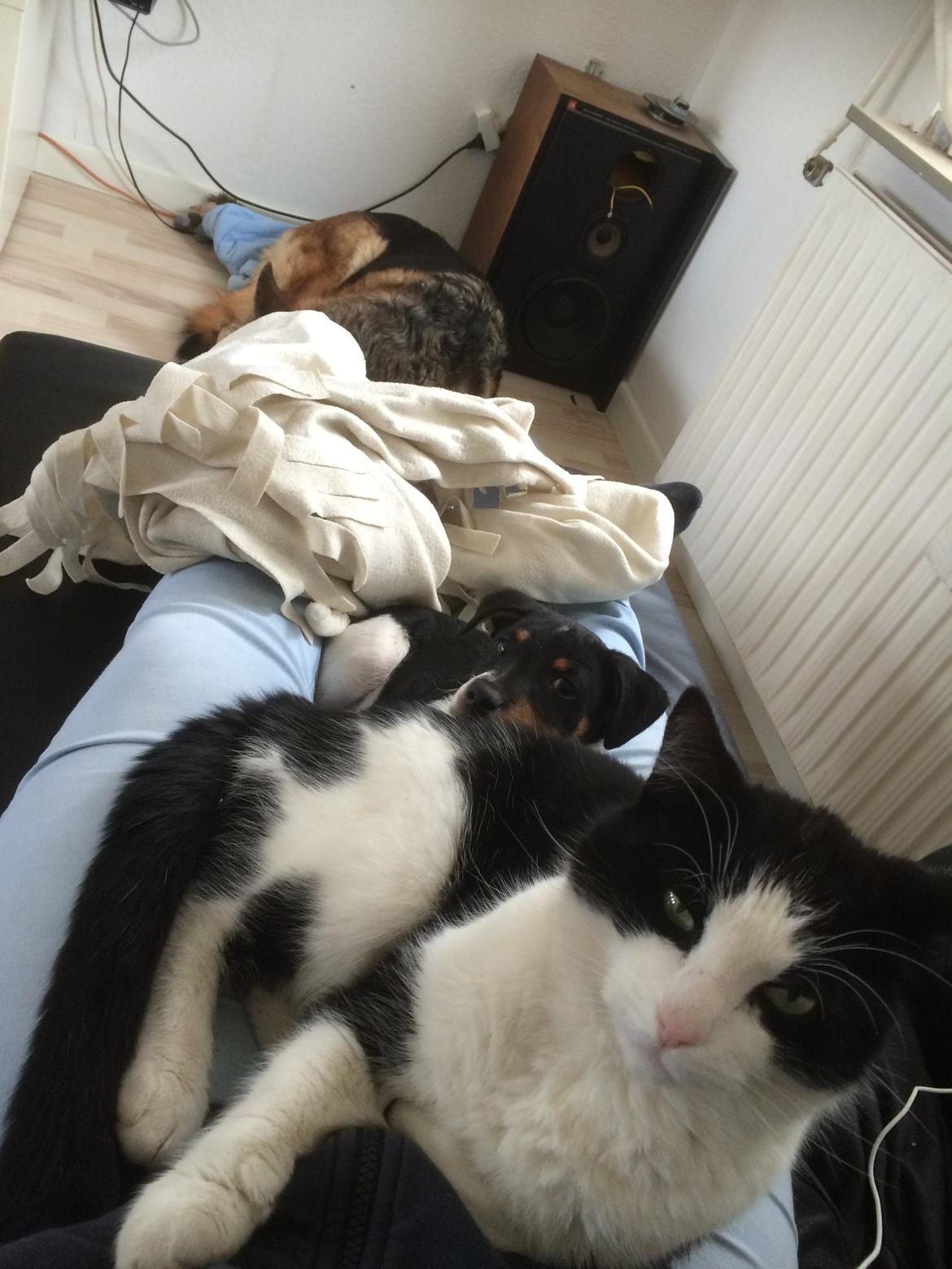 Dansk svensk gaardhund Peeta - Peeta kan godt lide katten. billede 14