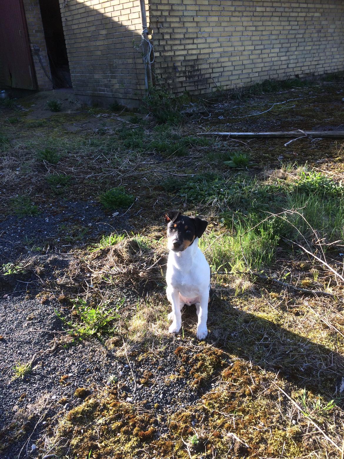 Dansk svensk gaardhund Peeta billede 7