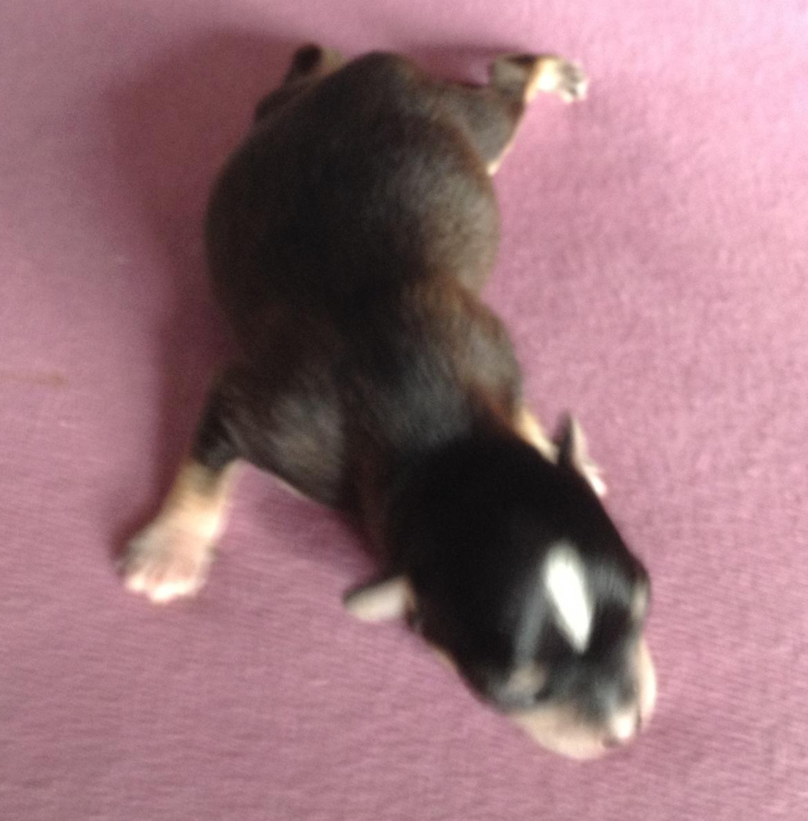 Chihuahua Asterix billede 9