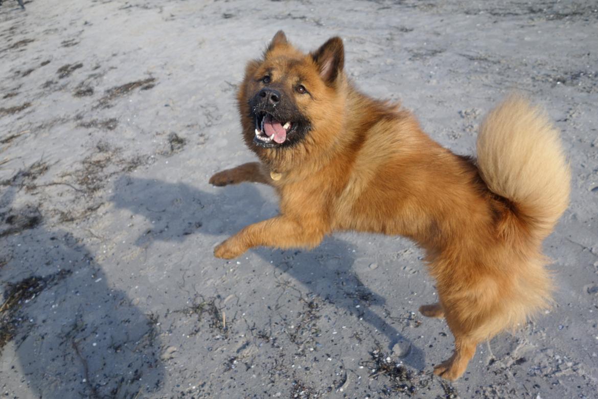 Eurasier Sally billede 25