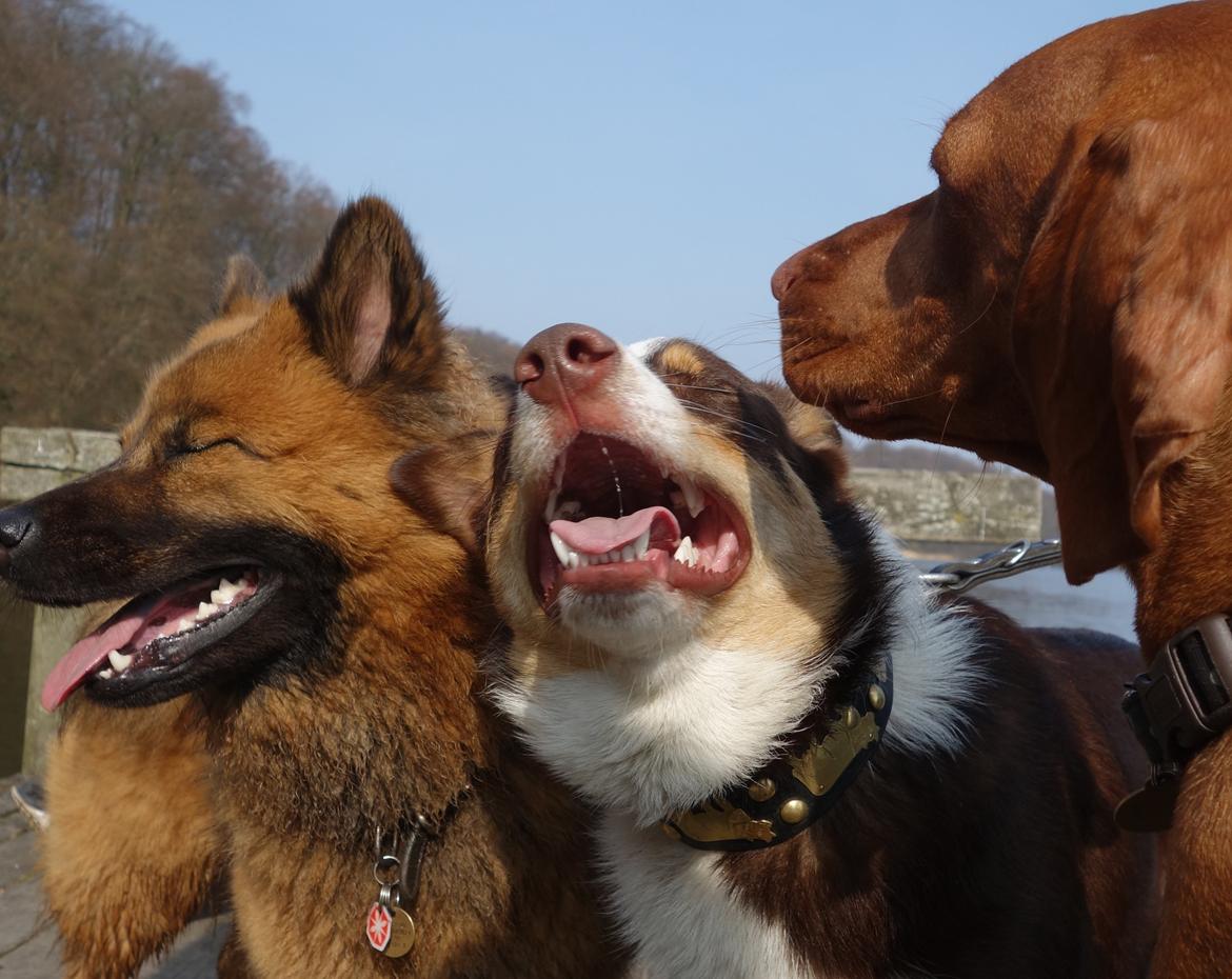 Eurasier Sally billede 6