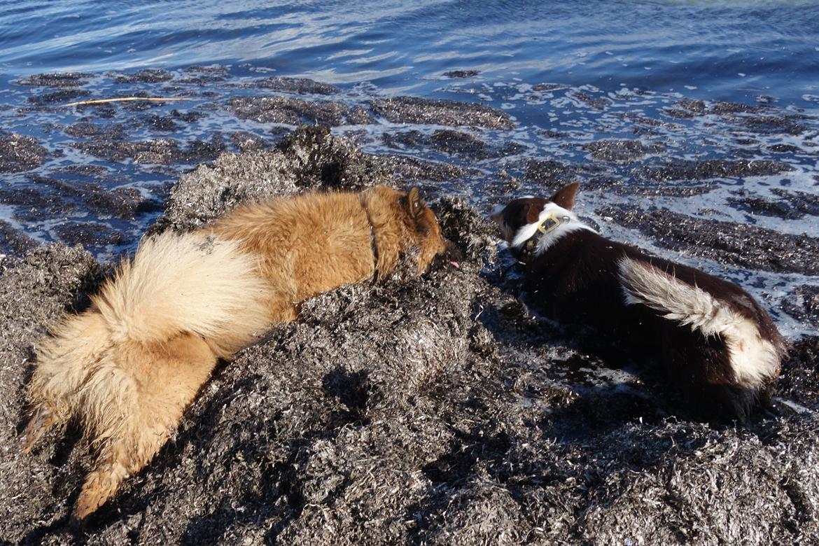 Eurasier Sally billede 2