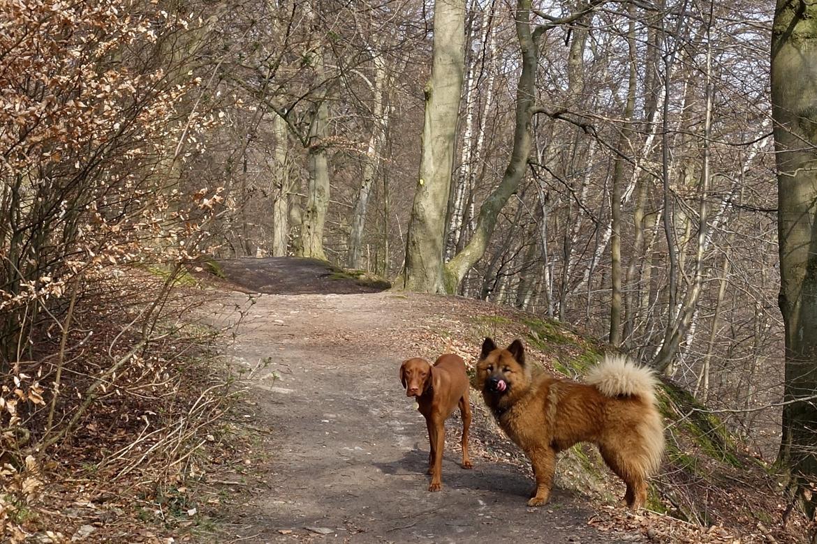 Eurasier Sally billede 7